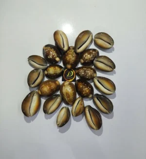 Black Cowrie