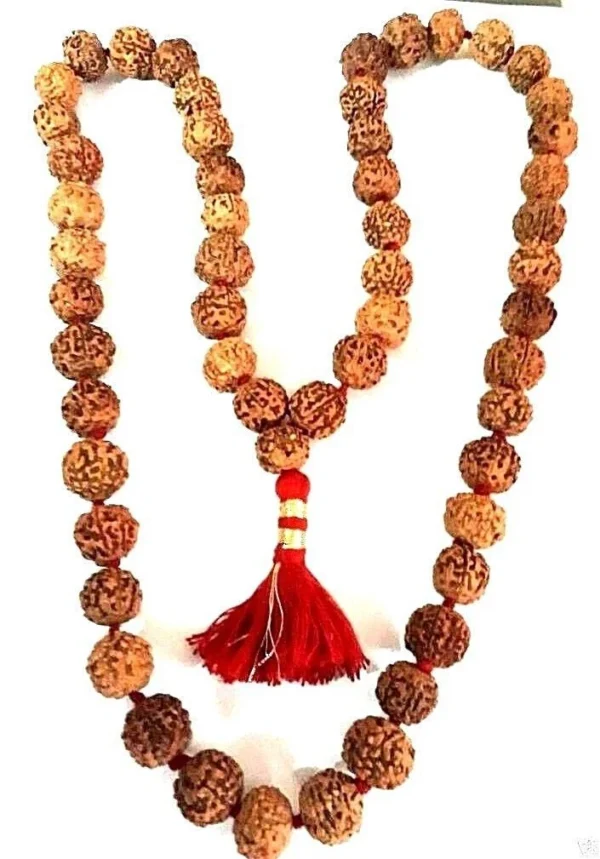 Rudraksha 7 Mukhi Rudraksha 7 Mukhi