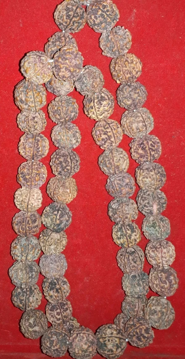 Rudraksha kantha 2 Rudraksha kantha