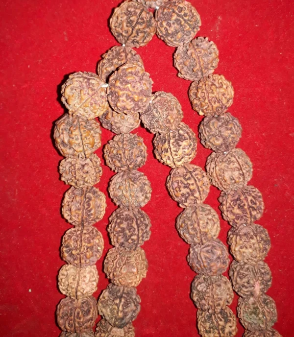 Rudraksha kantha 3 Rudraksha kantha