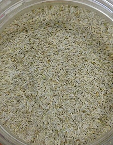 White Cumin Seeds White Cumin Seeds